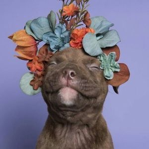 Meet your Posher, Tearea